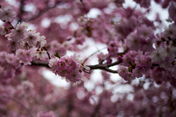 Kirschblüten