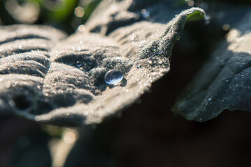 Dew drops on broccoli crop leaves