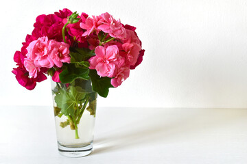 Geranium flowers in a glass vase on a white background, romantic view, detailed composition