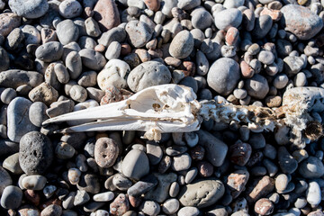 Dead bird skeleton on beach stones