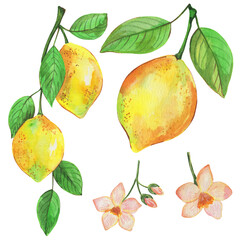 Watercolor illustration, lemon with a branch, tropical fruit and flowers, isolate on a white background