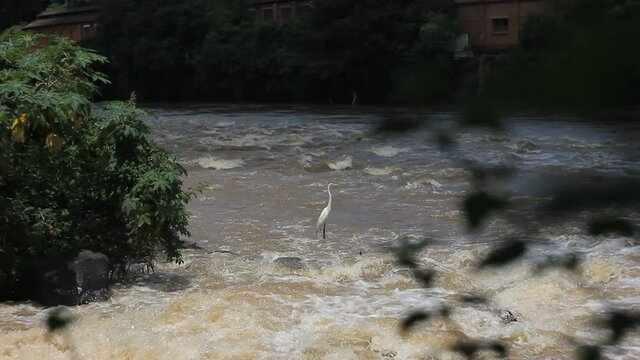 A heron rests in piracicaba that river flows in the counry side of S&atilde;o Paulo state, in Brazil
