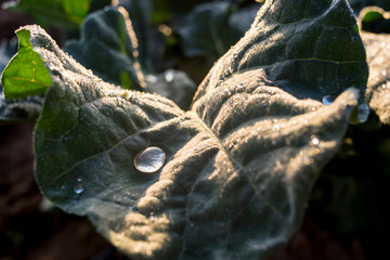 Dew drops on broccoli crop leaves