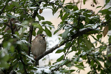 
sparrow