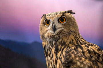 Close up male eurasian eagle owl front view