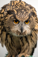 Close up female eurasian eagle owl front view in threatening posture
