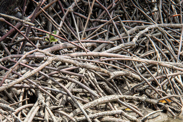 Racines de palétuviers, mangrove à Koh Lanta, Thaïlande