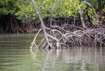 Racines de palétuviers, mangrove à Koh Lanta, Thaïlande