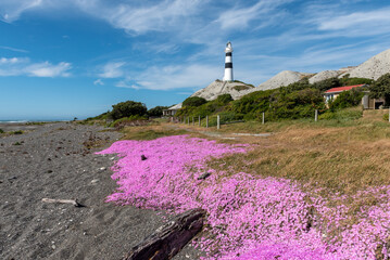 Cape Campbell lighthouse with a mat of purple flowers on the beach in the foreground. Marlborough...