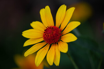 yellow daisy flower