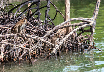 Singes de mangrove à Koh Lanta, Thaïlande
