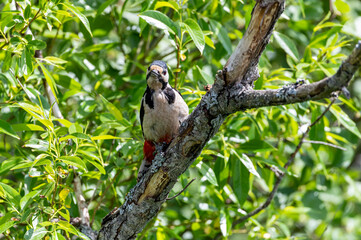 Great Spotted Woodpecker