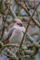 Bohemian Waxwing 