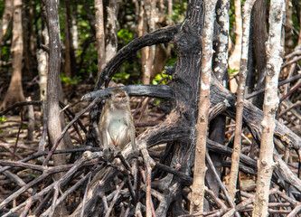 Singe de mangrove à Koh Lanta, Thaïlande