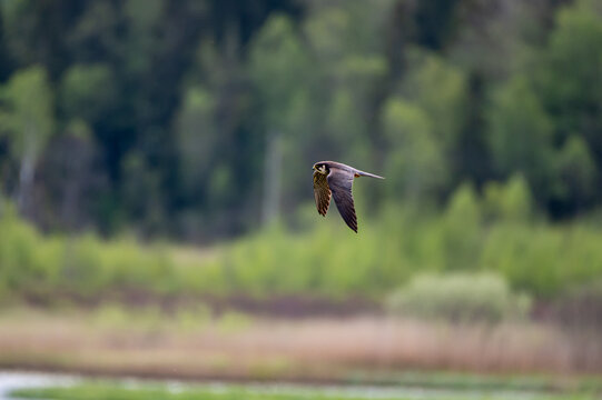 Flying Hobby ,l&auml;rkfalk 