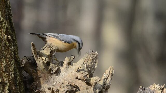 Two small birds, Eurasian nuthatch and Great Tit, landing on a tree trunk to eat seeds.