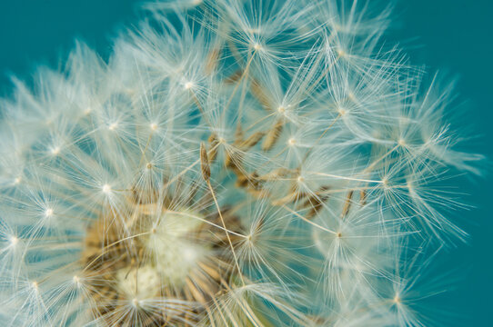 Close up of dandelion head and seeds on a teal background