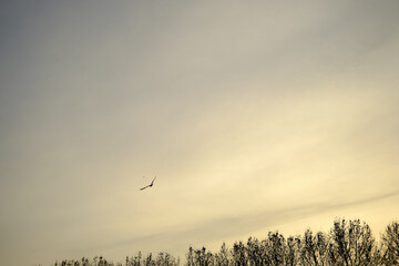 Groups of birds ducks together with seagulls freely flying on the open sky and with white clouds background during sunset.