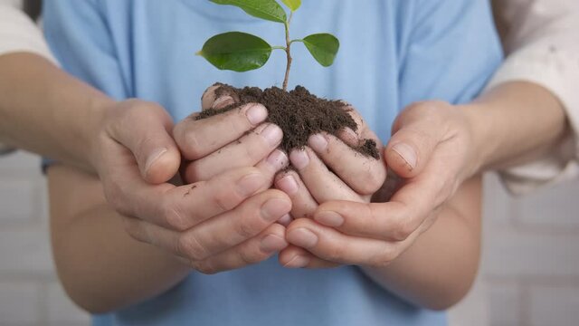 Family take care of sprout. A child and her mother protect the plant and hold a sprout with soil in hands.