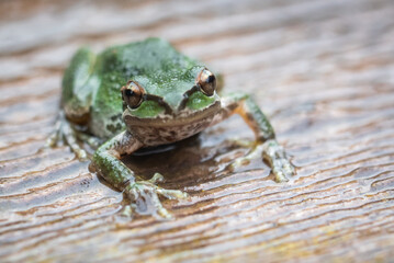 Pacific tree frogs (Pseudacris regilla) are common in Monterey, California. Their range includes California, Oregon, Washington, Canada and southern Alaska.  They can change between green and brown.