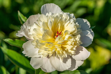 Close up of a beautiful white peony flower in sunlight © Magnus