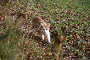 cat hunting outdoor in the grass