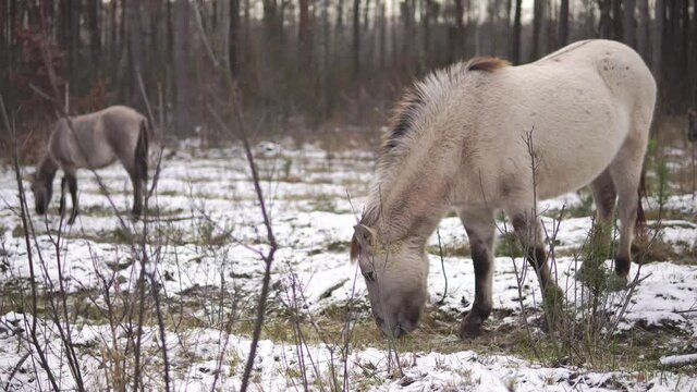 Wild horse or polish konik or tarpan grazes in a forest with a snow on a ground