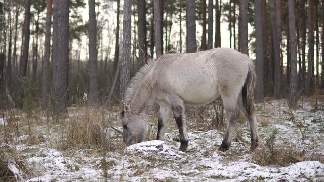 Single wild mouse gray colored tarpan horse feeds in a winter forest 