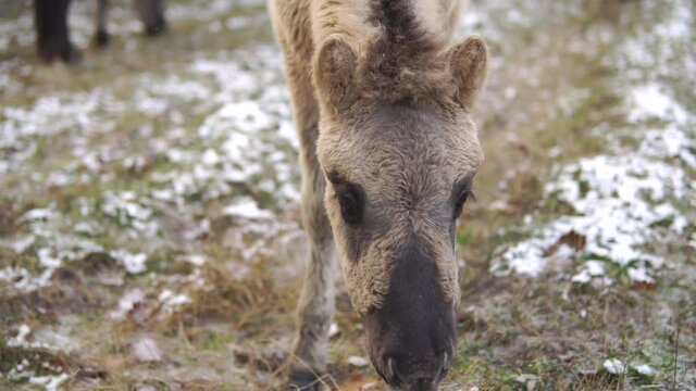 Foal of wild polish konik horse or tarpan close-up at winter forest - 4K