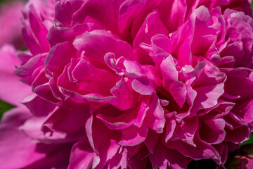 Close up of a pink peony flower in sunlight