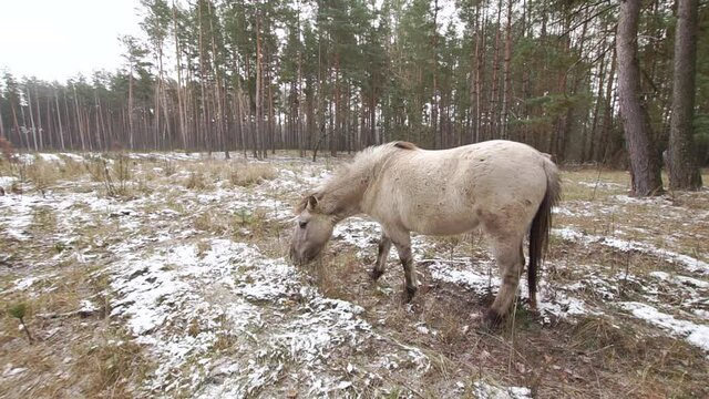 Wild tarpan horse grazes on a snowy glade in a winter forest with other horses at background