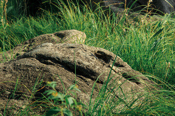 An old rock overgrown with moss among the green grass on a sunny day