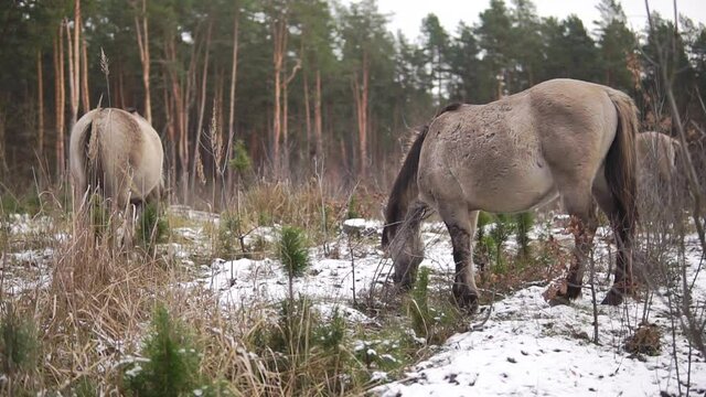 Wild tarpan horses graze at winter in a forest shot with shallow depth of field