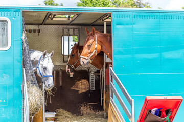 Pferdesport_Dressurreiten_HG_2019