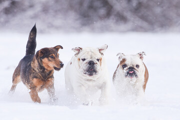 Three isolated dogs having fun in the snow