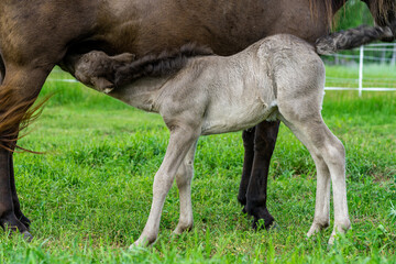 Naklejka na ściany i meble One day old Icelandic horse foal feeding on his mother