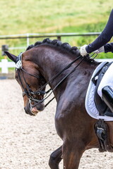 Pferdesport_Dressurreiten_HG_2019