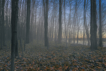 Autumn forest at sunrise with fog, bare trees, leaves on ground and river in background nobody