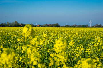 Scenic raps field in East Frisia, Germany, selective focus shot