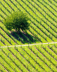 vineyard at the Austrian Slovenian border in Styria