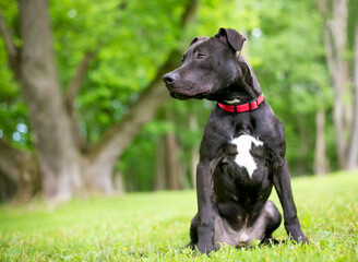 A black and white Pit Bull Terrier mixed breed dog wearing a red collar, sitting outdoors