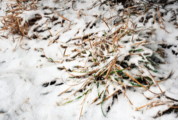 bunch of dry grass covered with snow