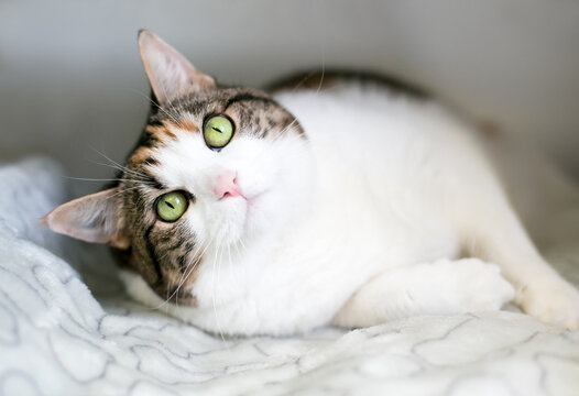 A shorthair cat with calico tabby and white markings relaxing on its side