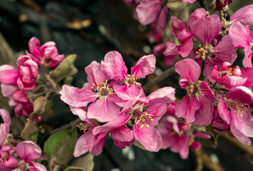 branches of the blooming apple tree laying on the table in spring.