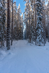 Fototapeta premium Snowy road in a winter forest in Sweden