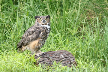 Great Horned Owl resting on Log