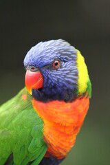 Close up of Colorful Rainbow Lorikeet