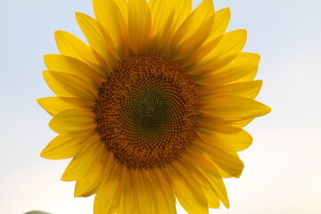 Fototapeta premium Floating illuminated Sunflower with White Skies