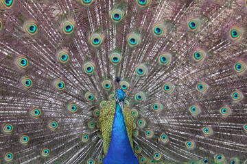 Obraz premium Peacock Displaying Full Spread of Colorful Feathers