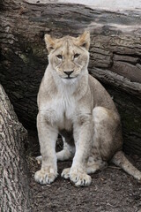 Plakat African White Lioness by fallen tree looking at camera